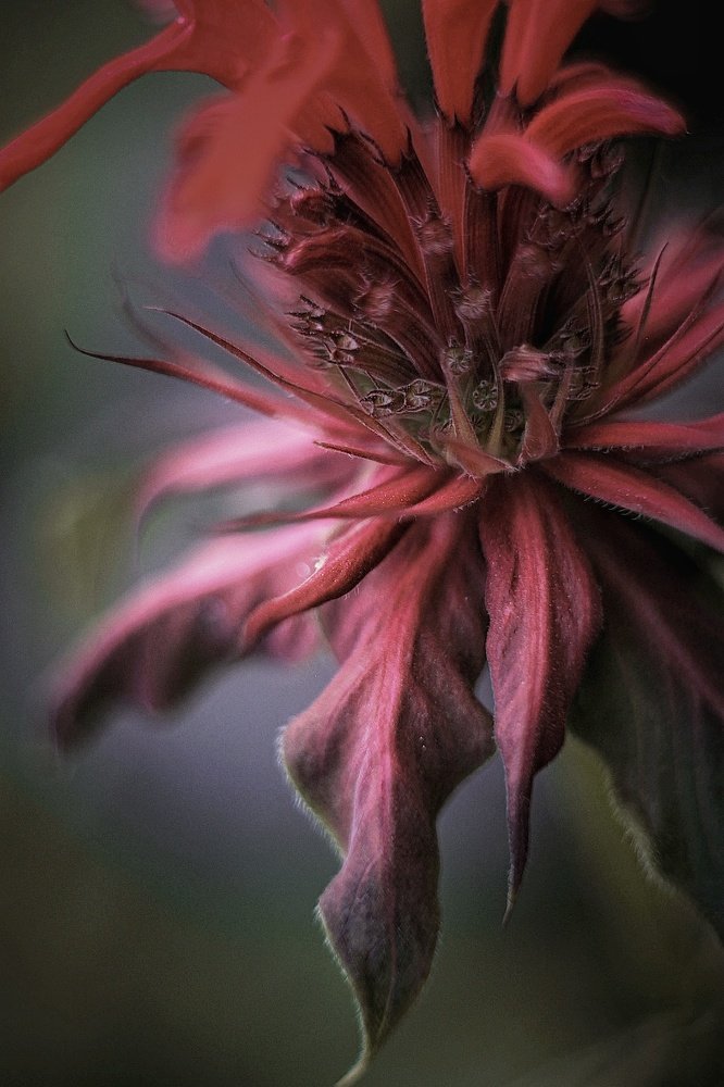 Photograph by Галина Рябикова-Багузова