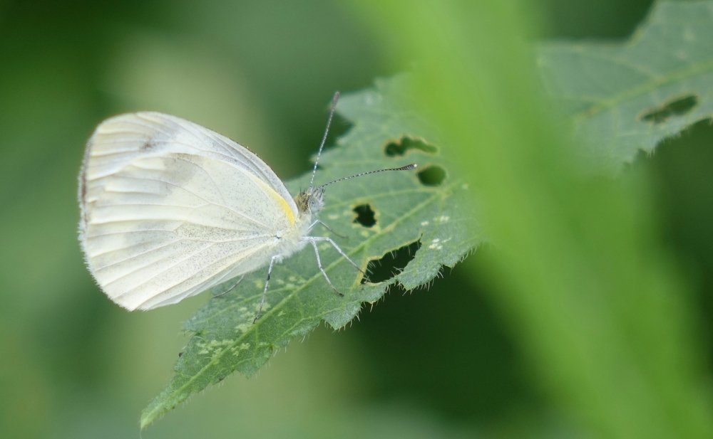 A Butterflyon on leaf