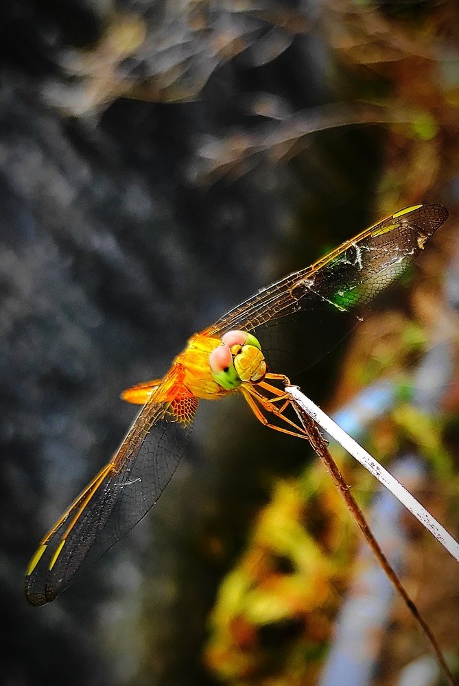 Фотография автора Parag Purkar