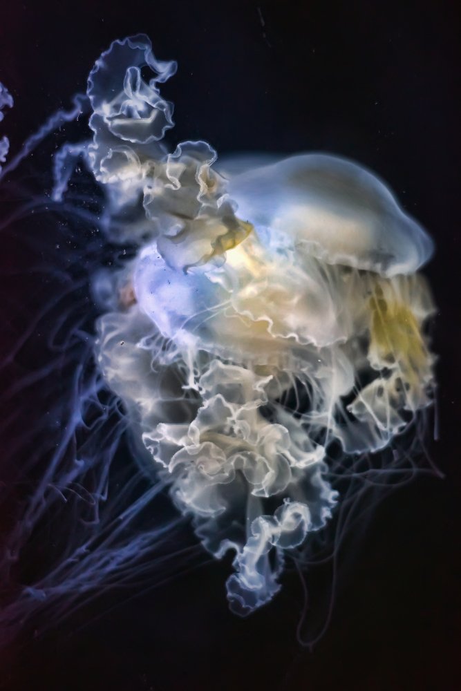 Photograph by Анна Кривицкая