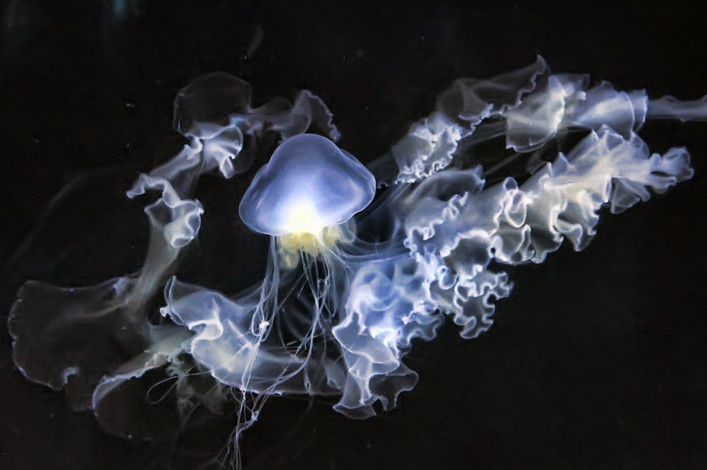 Photograph by Анна Кривицкая