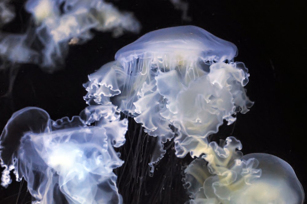 Photograph by Анна Кривицкая