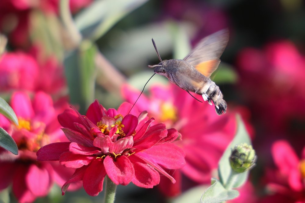 Photograph by Yuriy  Korsuntsev