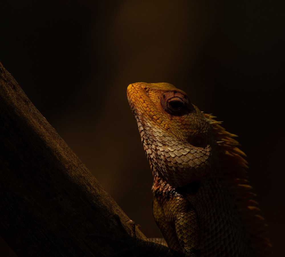 Photograph by Sabareesh V