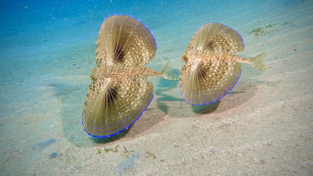 Фотография автора  Stelio