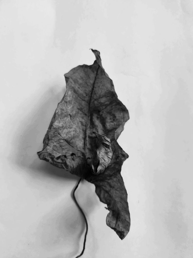 Photograph by Seethal Jose Anu