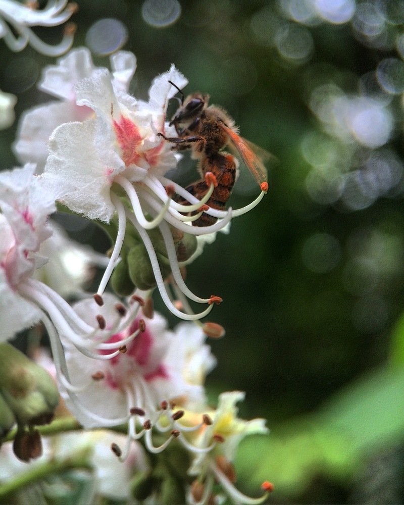 Аромат каштана