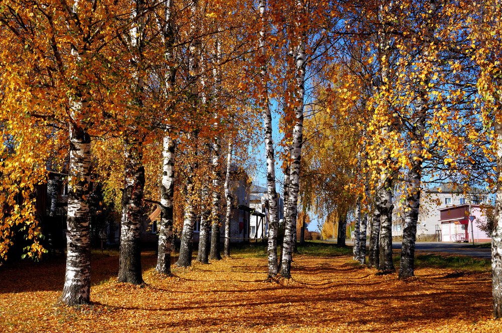 А  осень  в  город  заглянула ...