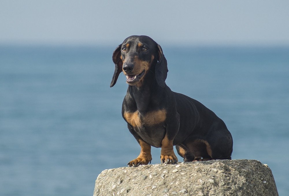 Фотография автора Александр Кременицкий