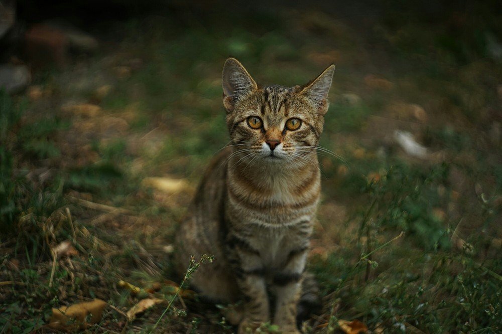 Фотография автора Александр Кременицкий