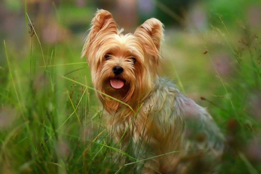 «Собака-улыбака»