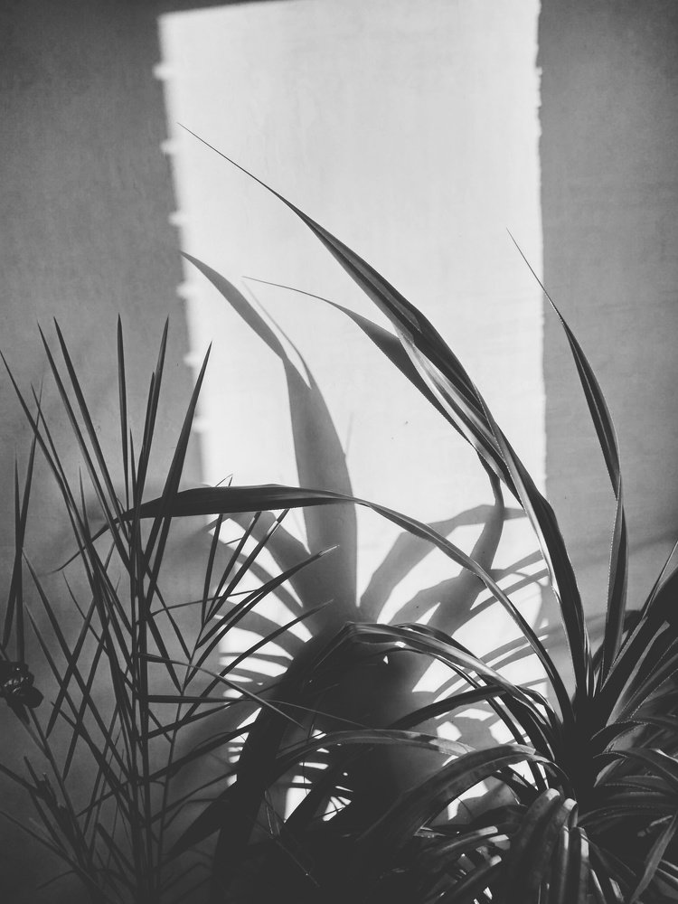 Photo #5176483