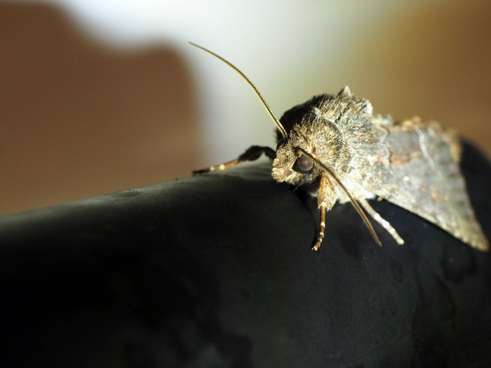 Фотография автора Denes Doma