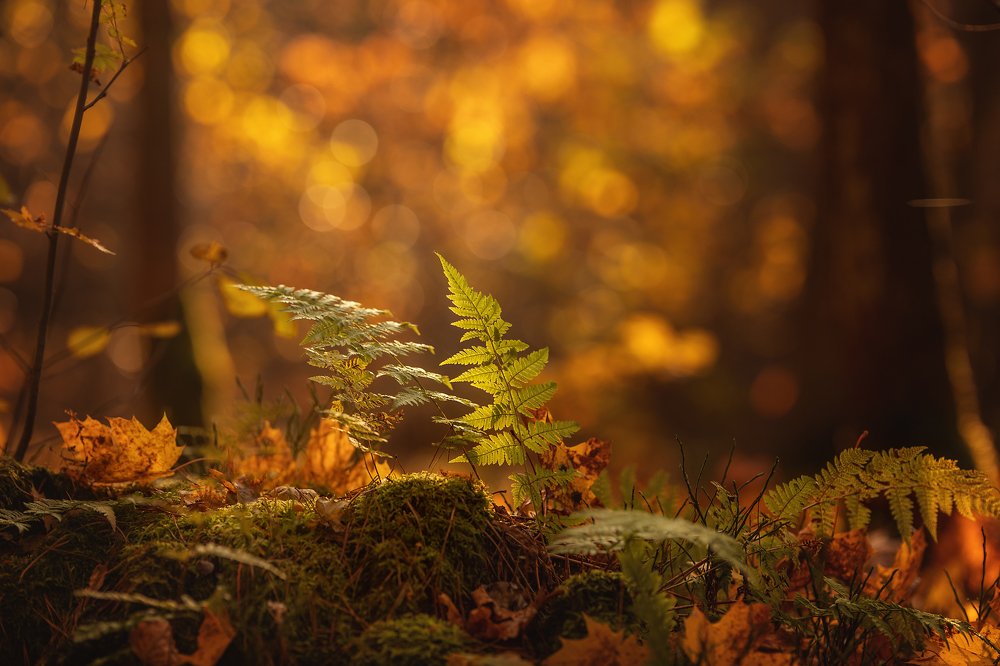 Photograph by Monika Lisowska