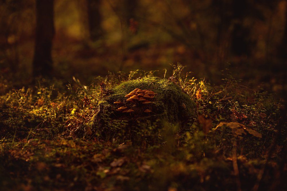 Photograph by Monika Lisowska