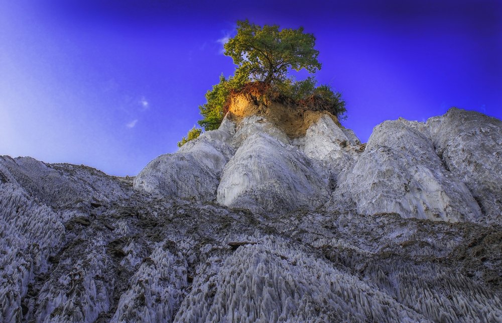 Tree on the salt hill