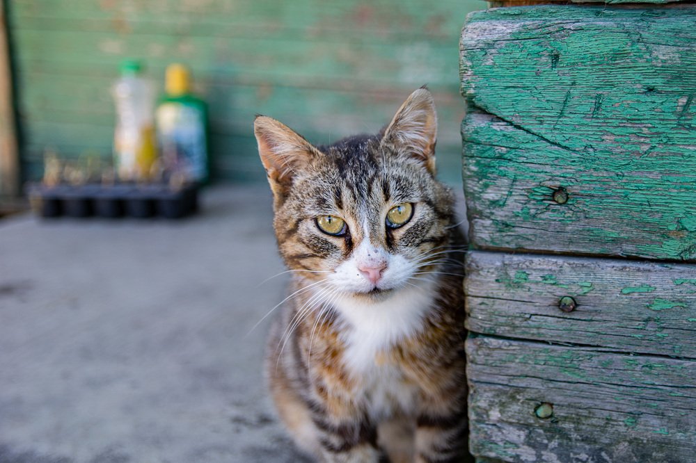 Photograph by Лапенкова Ольга