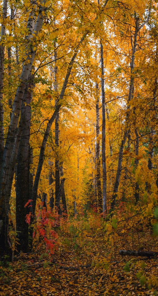 Photograph by Анатолий  Романов