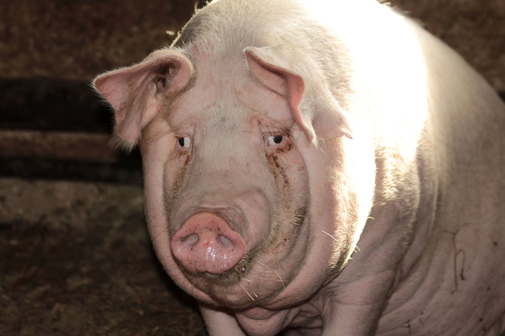 Photograph by Утёмов Сергей