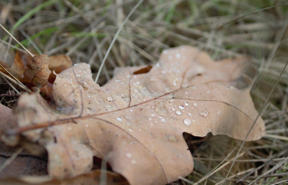 Photograph by Лена Силайчева