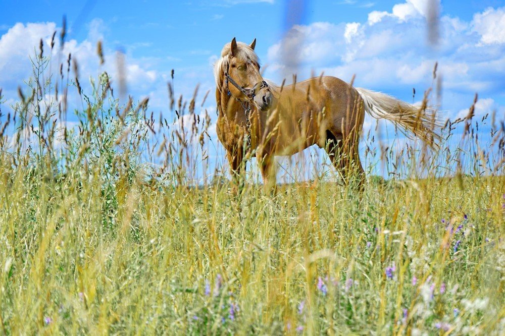 Фотография автора Светлана Разумовская