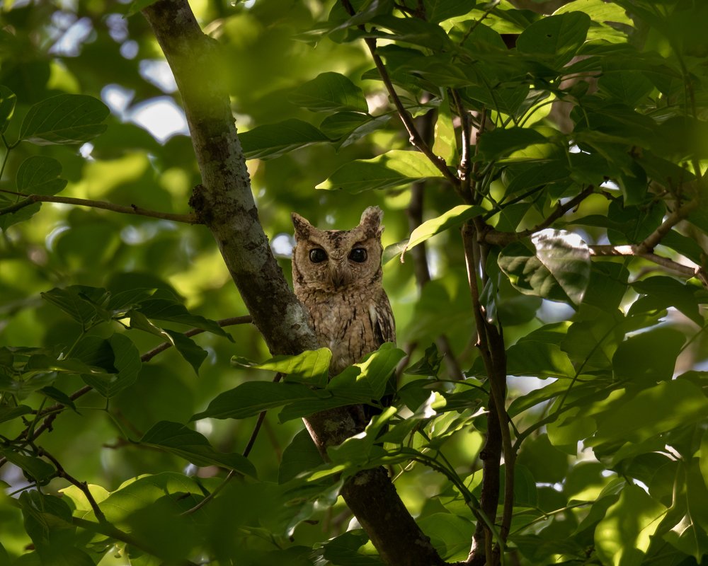 Difficult to spot one and this one was looking strait at me. I call this as "Stare"