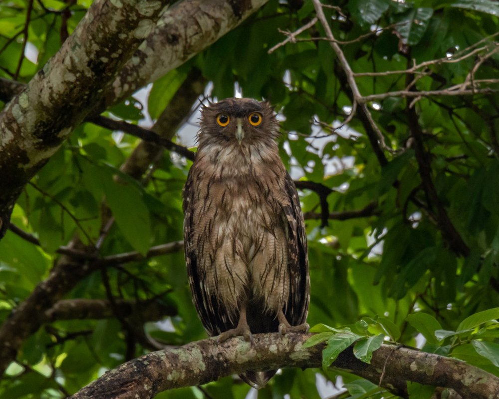 Brown Fish Owl