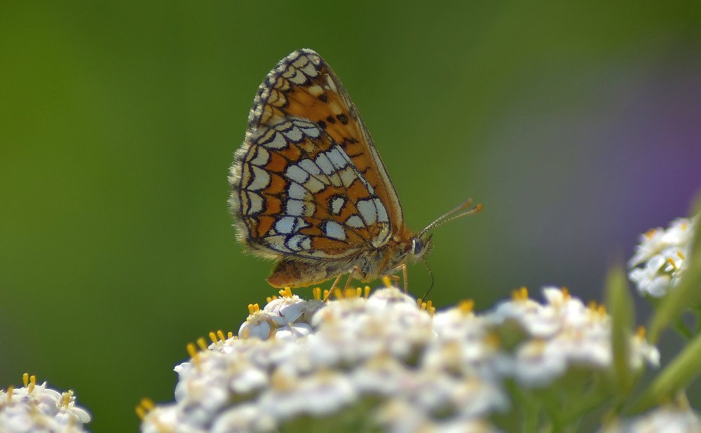 Photograph by Александр Кочуркин