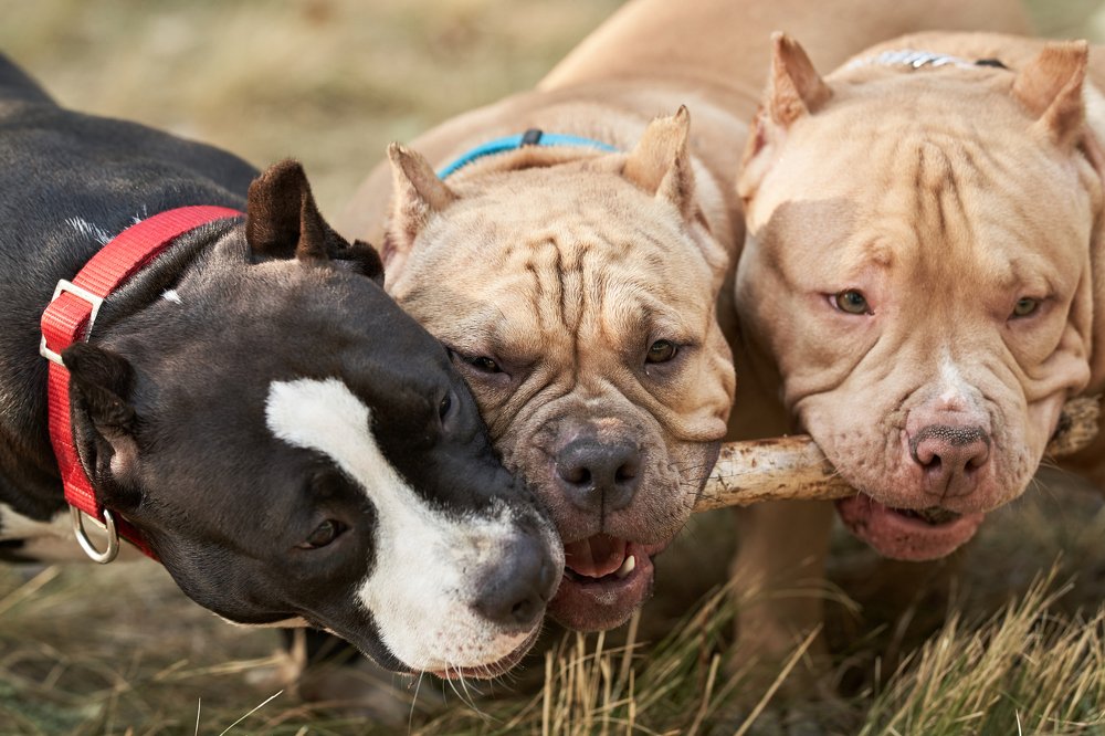 Photograph by Алла Руснак