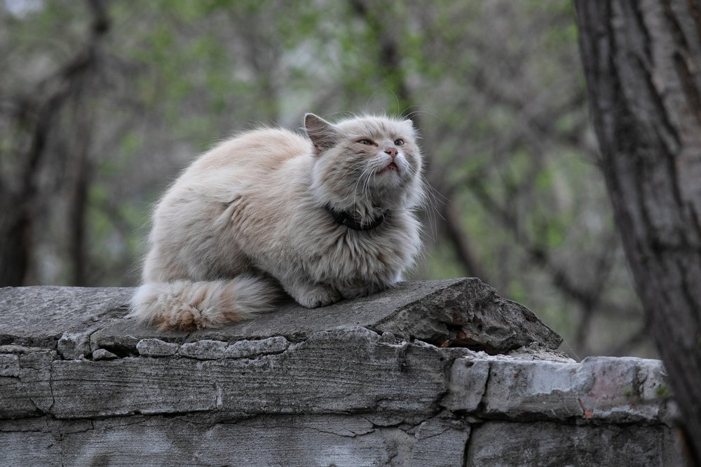 Фотография автора Алексей Гальчинский
