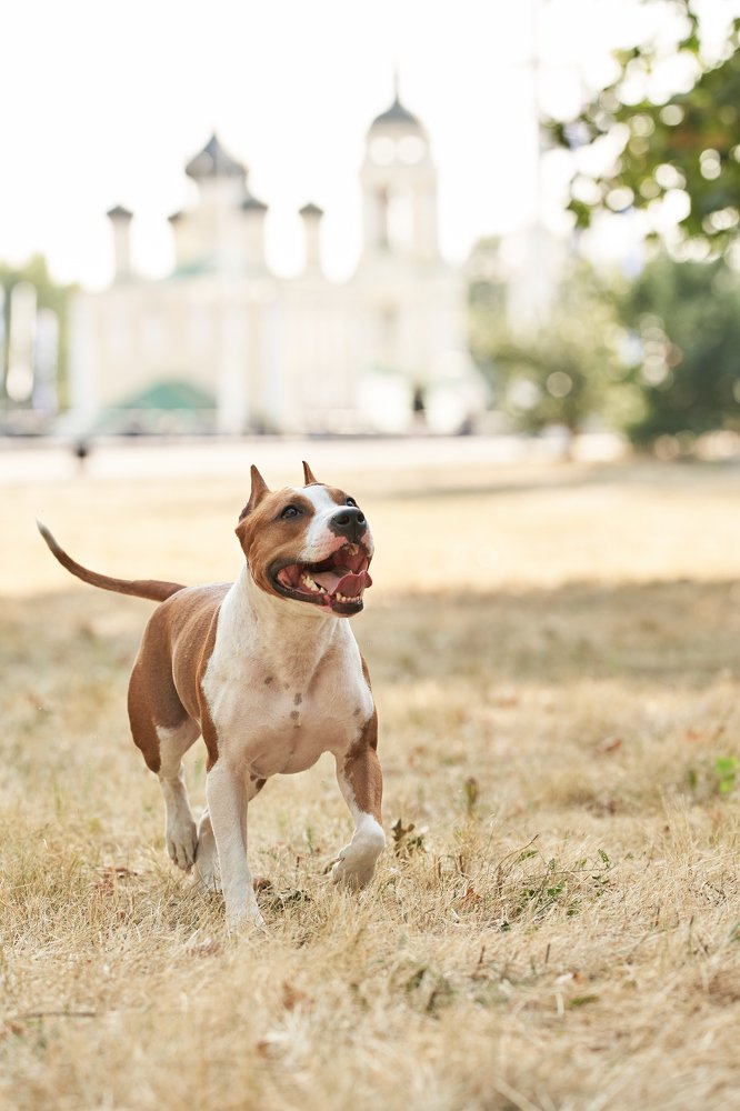 Photograph by Алла Руснак