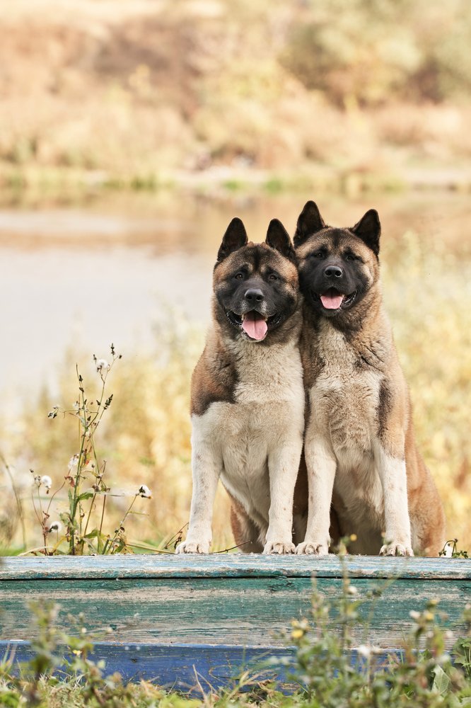 Photograph by Алла Руснак