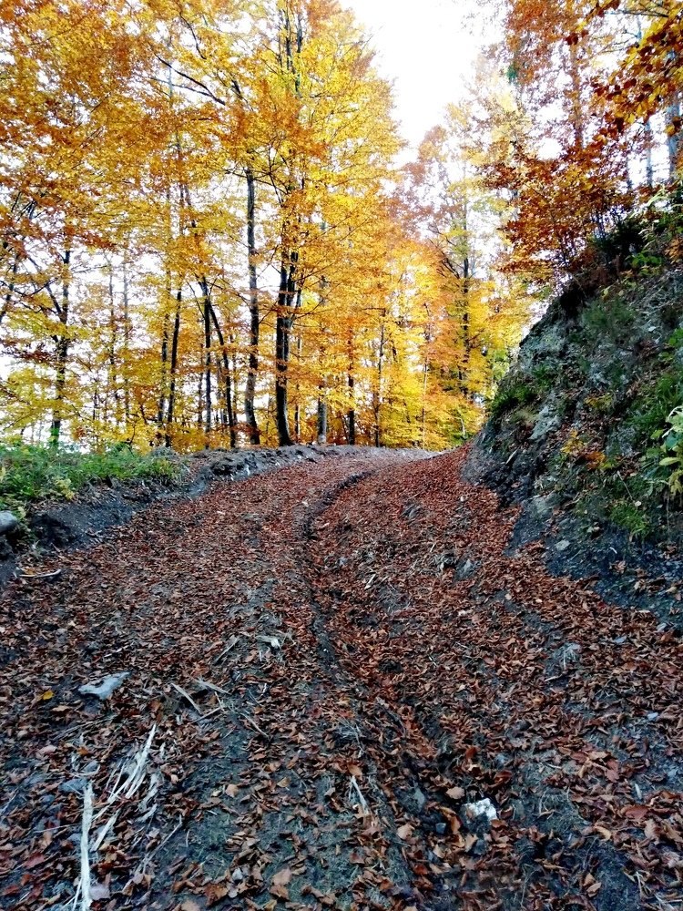 Photo #5177469