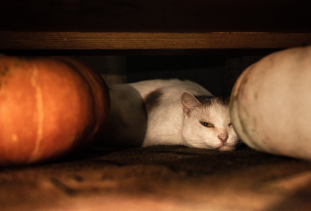 Хранитель тыкв