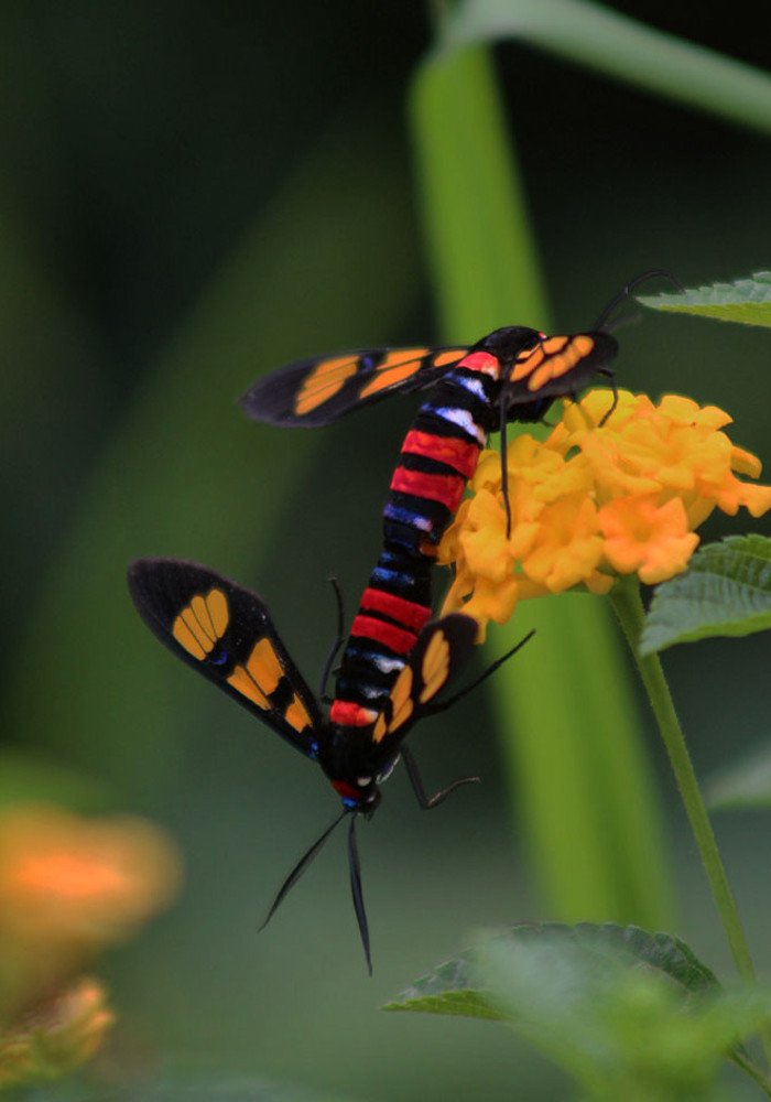 Copulating Wasp Moths
