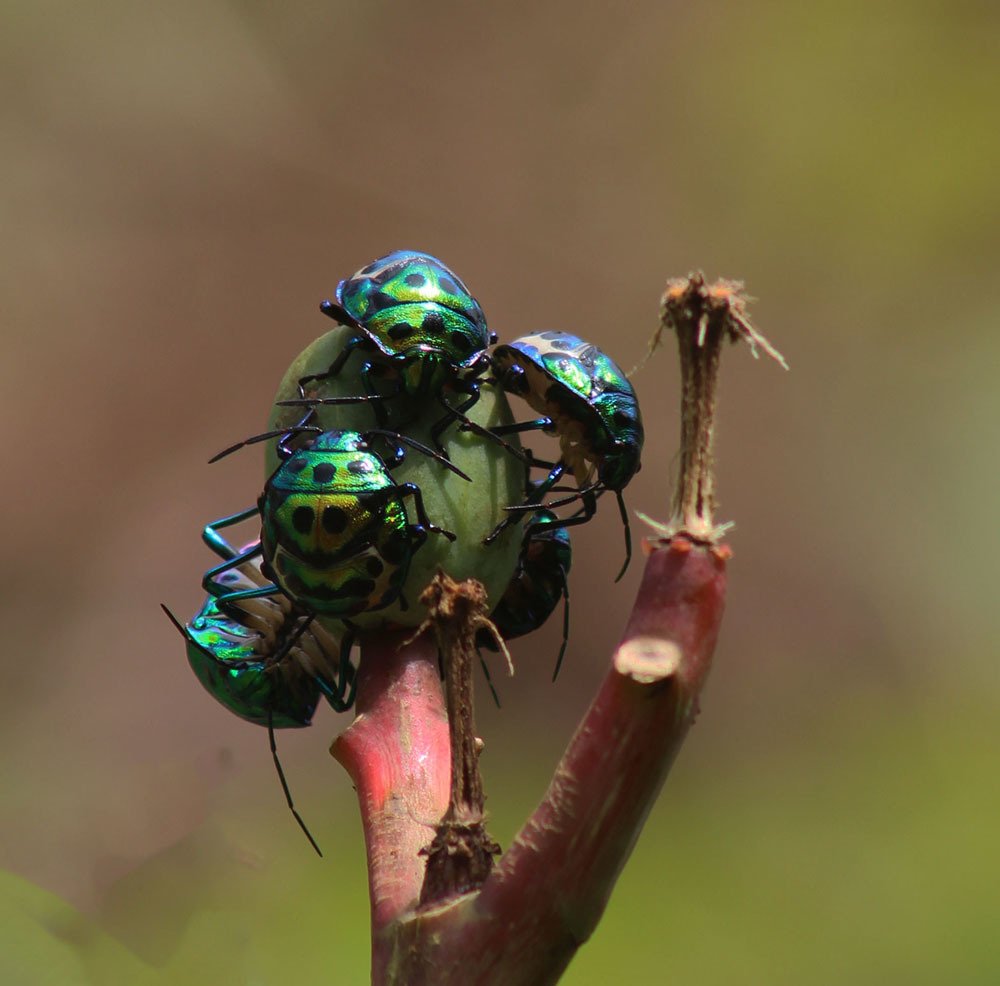 Ball of Jewel Beetle