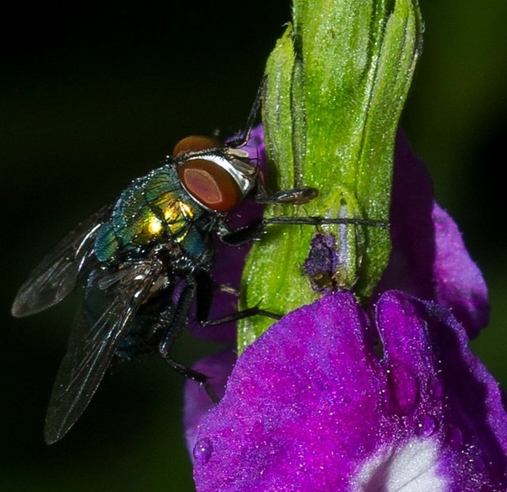 Housefly on a flower