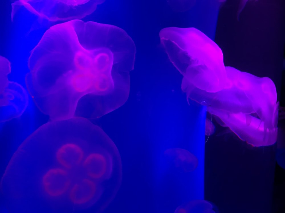 Photograph by manucorredoral@gmail.com