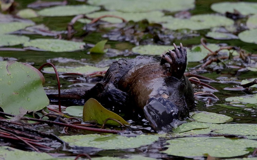 Photograph by Светлана Барабанщикова