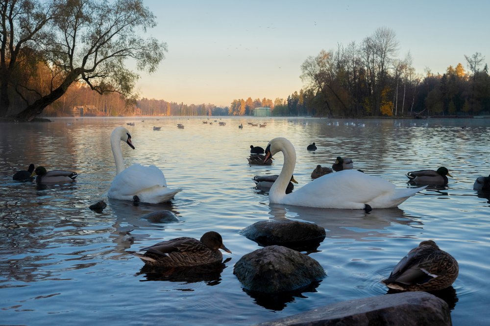 Photograph by Антонина Шкарпетина