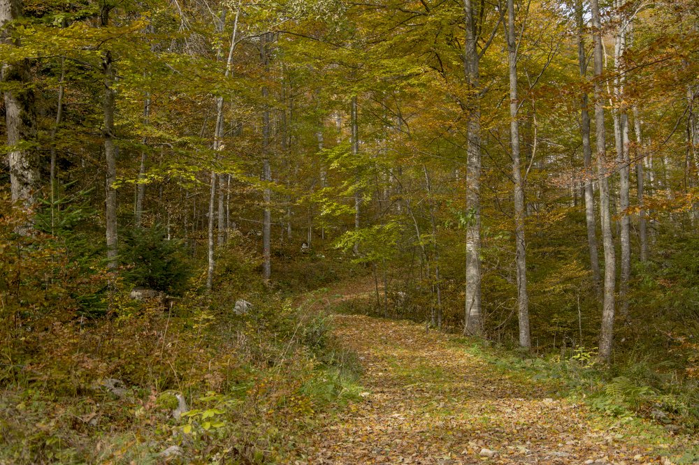 Photograph by Predrag Kostin