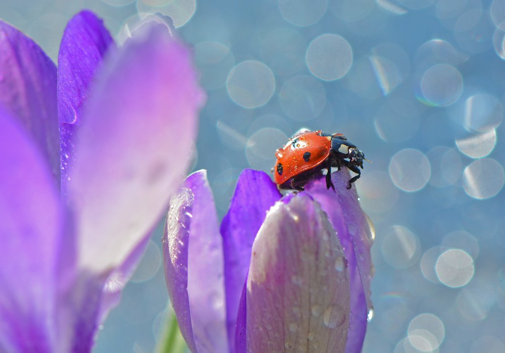 Photograph by Юлия Абрамова