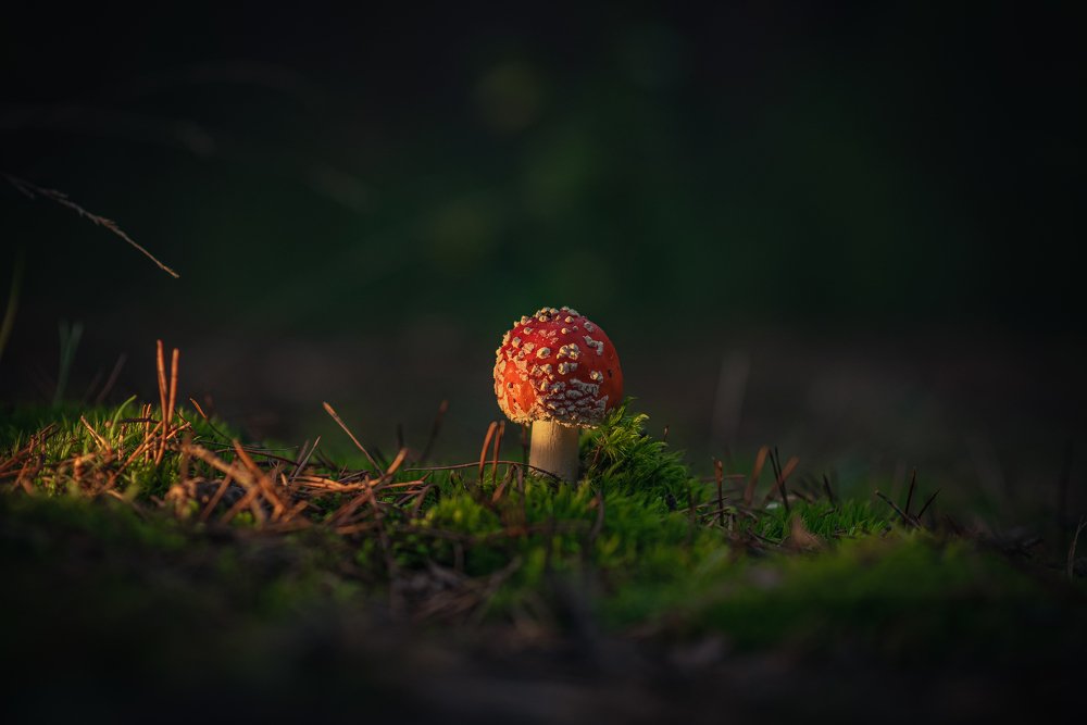 Photograph by Oleksandr Sanin