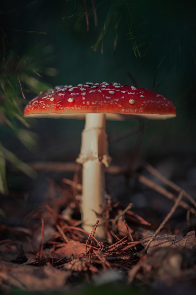 Photograph by Oleksandr Sanin