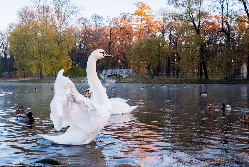 Photograph by Антонина Шкарпетина