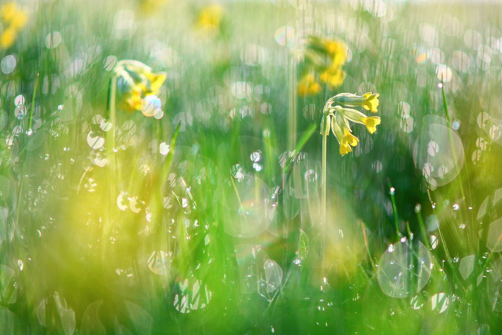 Photograph by Юлия Абрамова