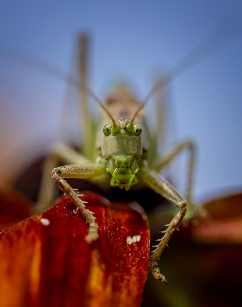 Green and beautiful - close up