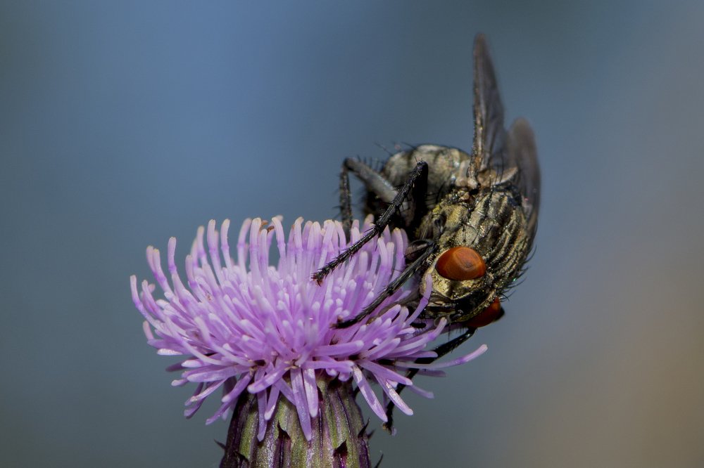 Photograph by Игорь Смирнов