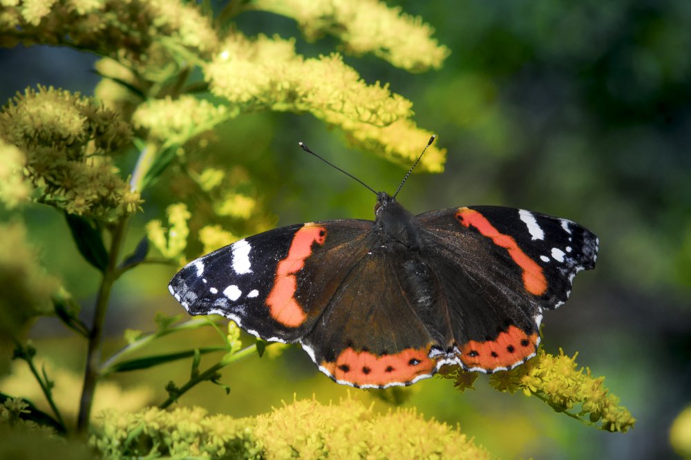 Photograph by Игорь Смирнов