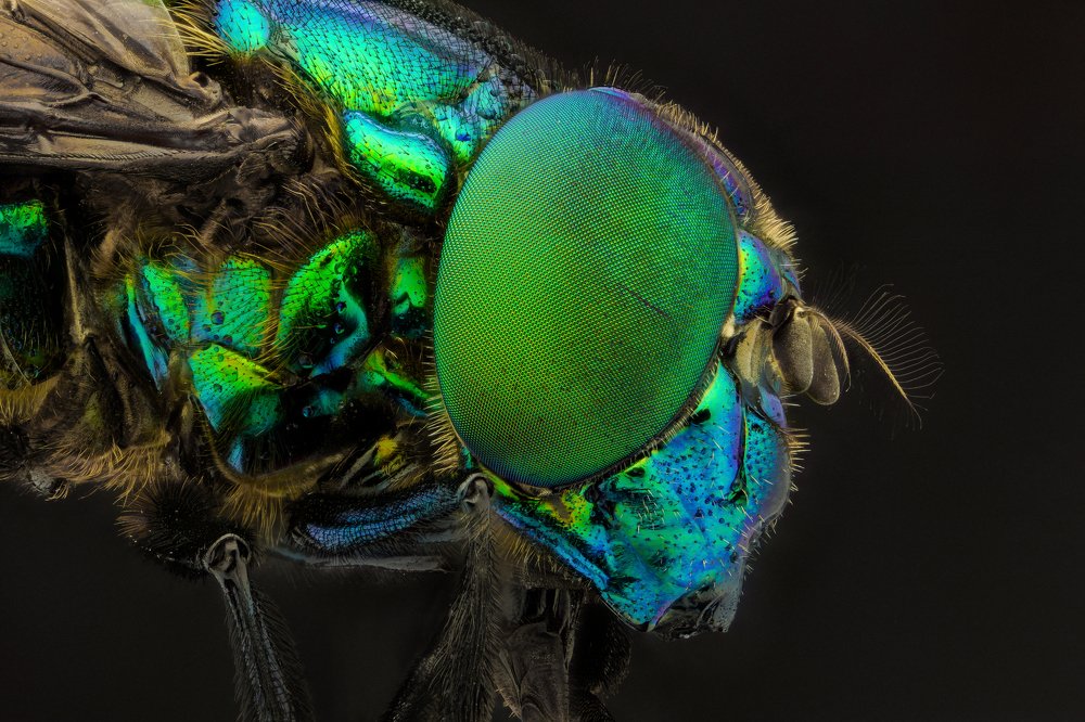 Photograph by Hardy Vargas Vasquez